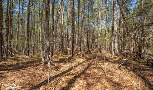 Photo #18 of Lot 27 MARTIN KINGS RD, CHARLOTTESVILLE, VA 4.9 acres