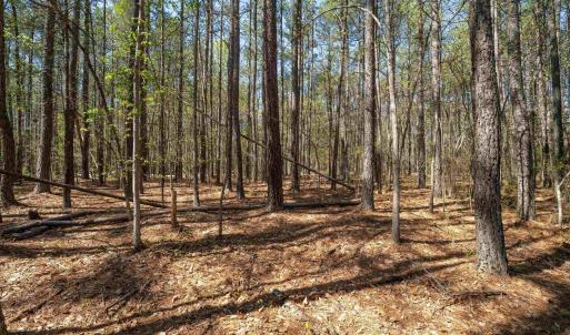 Photo #33 of Lot 27 MARTIN KINGS RD, CHARLOTTESVILLE, VA 4.9 acres