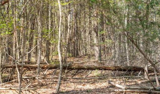Photo #35 of Lot 27 MARTIN KINGS RD, CHARLOTTESVILLE, VA 4.9 acres