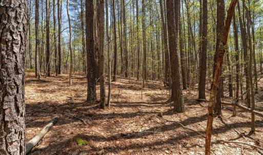 Photo #26 of Lot 27 MARTIN KINGS RD, CHARLOTTESVILLE, VA 4.9 acres