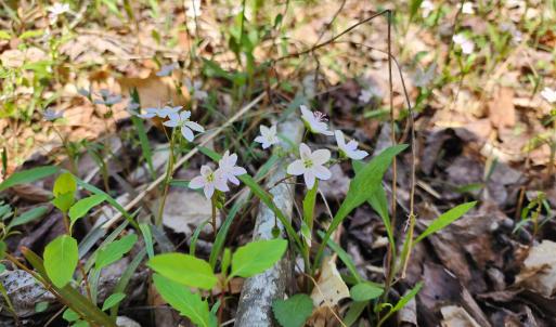 Photo #8 of Lot 15B BENT CREEK LN, BUMPASS, VA 28.0 acres