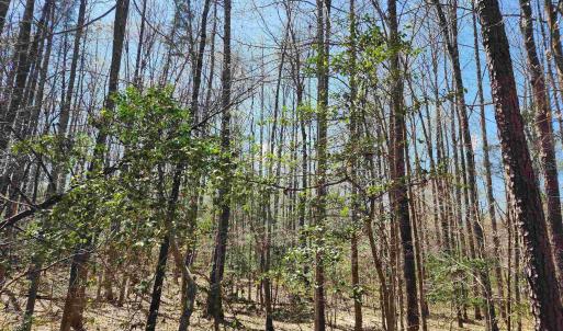 Photo #5 of Lot 15B BENT CREEK LN, BUMPASS, VA 28.0 acres