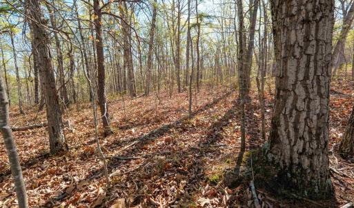Photo #5 of TBD DOVE LANDING DR, ELKTON, VA 5.0 acres