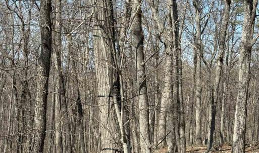 Photo #22 of TBD SHOTGUN SPRING RD, NEW MARKET, VA 5.0 acres