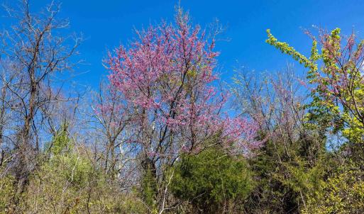 Photo #63 of Off JOLLETT RD, ELKTON, VA 18.0 acres