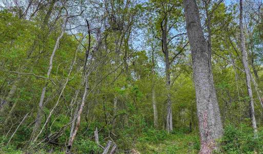 Photo #8 of 1166 MONACAN TRAIL RD, CHARLOTTESVILLE, VA 27.5 acres