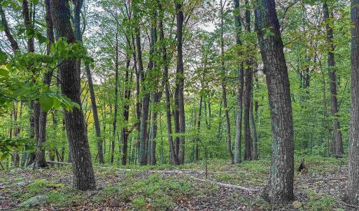 Photo #9 of 1166 MONACAN TRAIL RD, CHARLOTTESVILLE, VA 27.5 acres