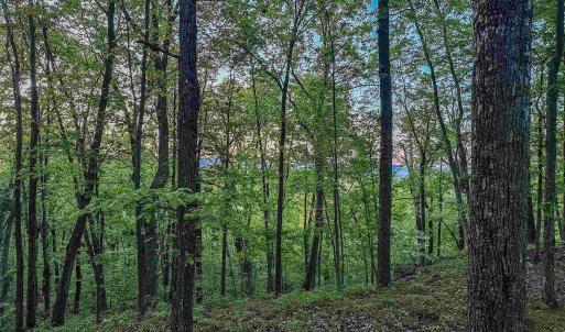 Photo #15 of 1166 MONACAN TRAIL RD, CHARLOTTESVILLE, VA 27.5 acres