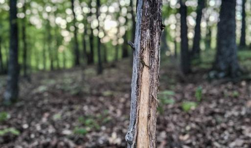 Photo #14 of 1166 MONACAN TRAIL RD, CHARLOTTESVILLE, VA 27.5 acres