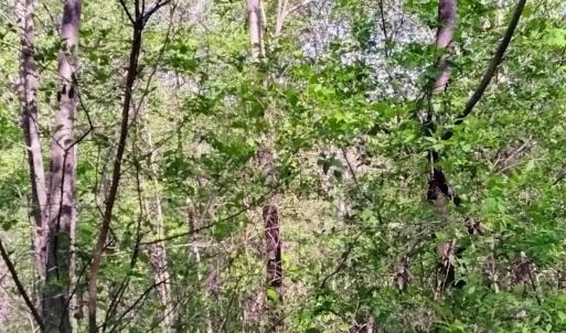 Photo #4 of TBD OLD BLUE RIDGE TPKE, SYRIA, VA 14.1 acres