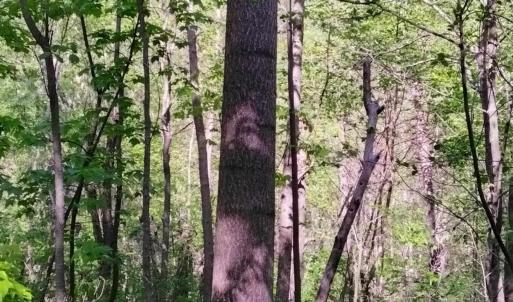 Photo #7 of TBD OLD BLUE RIDGE TPKE, SYRIA, VA 14.1 acres