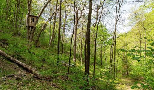 Photo #36 of 01 CUBBAGE HOLLOW RD, STANLEY, VA 225.3 acres