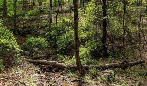 Photo #32 of 01 CUBBAGE HOLLOW RD, STANLEY, VA 225.3 acres