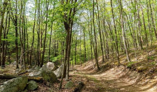 Photo #39 of 01 CUBBAGE HOLLOW RD, STANLEY, VA 225.3 acres