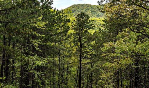 Photo #35 of 01 CUBBAGE HOLLOW RD, STANLEY, VA 225.3 acres
