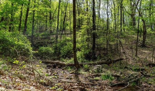 Photo #31 of 01 CUBBAGE HOLLOW RD, STANLEY, VA 225.3 acres