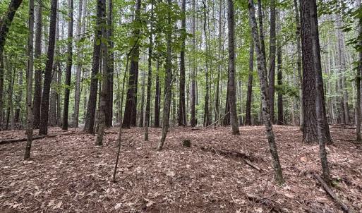 Photo #8 of 018E7 GARTH GATE LN, CHARLOTTESVILLE, VA 21.0 acres
