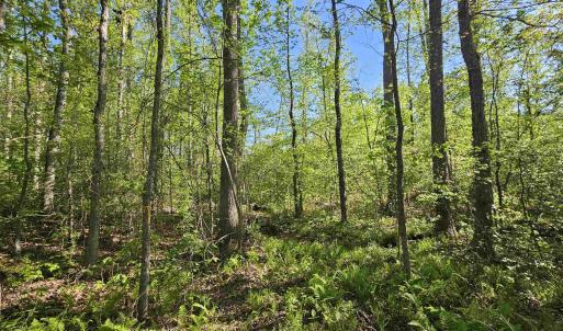 Photo #29 of TBD ANDERSONVILLE RD, DILLWYN, VA 80.0 acres