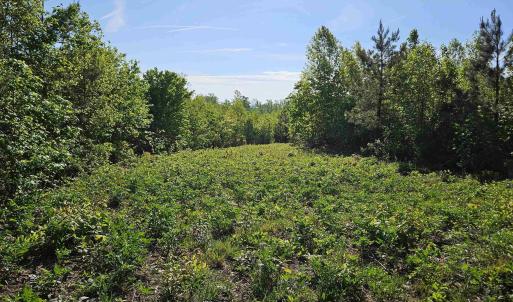 Photo #21 of TBD ANDERSONVILLE RD, DILLWYN, VA 80.0 acres