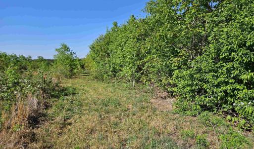 Photo #37 of TBD ANDERSONVILLE RD, DILLWYN, VA 80.0 acres