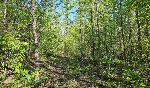 Photo #27 of TBD ANDERSONVILLE RD, DILLWYN, VA 80.0 acres