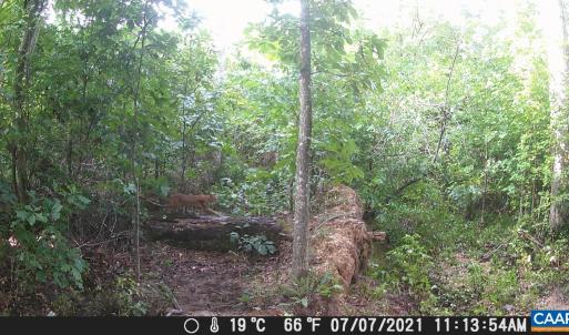 Photo #19 of TBD ANDERSONVILLE RD, DILLWYN, VA 80.0 acres