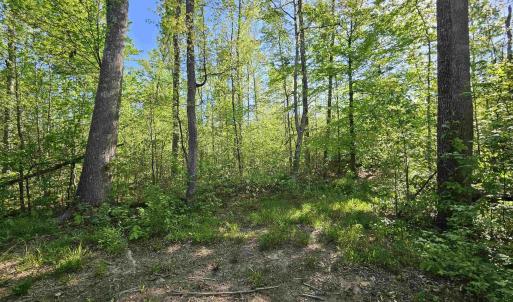 Photo #23 of TBD ANDERSONVILLE RD, DILLWYN, VA 80.0 acres