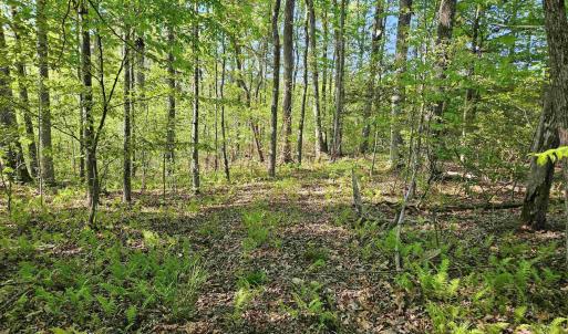 Photo #20 of TBD ANDERSONVILLE RD, DILLWYN, VA 80.0 acres