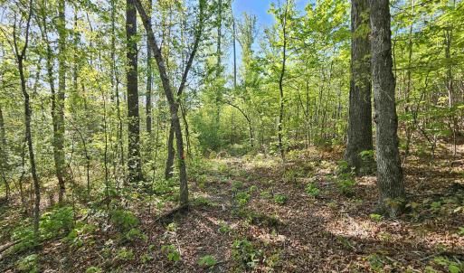Photo #31 of TBD ANDERSONVILLE RD, DILLWYN, VA 80.0 acres
