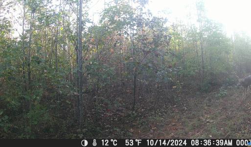Photo #13 of TBD ANDERSONVILLE RD, DILLWYN, VA 80.0 acres
