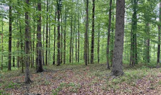 Photo #6 of TM 53A A 11 RAPIDAN WAY, BARBOURSVILLE, VA 10.4 acres