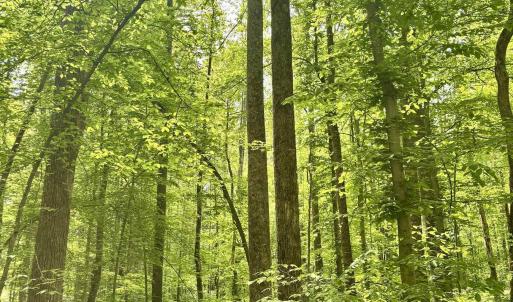 Photo #3 of TM 53A A 11 RAPIDAN WAY, BARBOURSVILLE, VA 10.4 acres