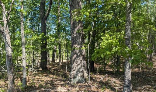 Photo #10 of Lot 4 ADVANCE MILLS RD, RUCKERSVILLE, VA 10.5 acres