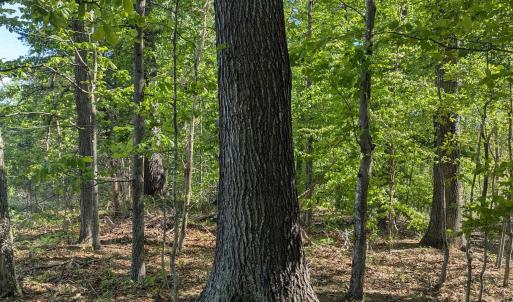 Photo #24 of Lot 4 ADVANCE MILLS RD, RUCKERSVILLE, VA 10.5 acres
