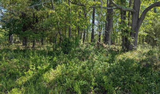 Photo #22 of Lot 4 ADVANCE MILLS RD, RUCKERSVILLE, VA 10.5 acres