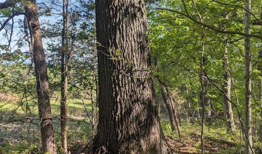 Photo #25 of Lot 4 ADVANCE MILLS RD, RUCKERSVILLE, VA 10.5 acres