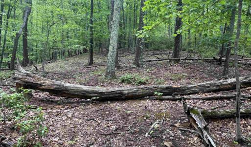 Photo #5 of TBD RABBIT VALLEY RD, NORTH GARDEN, VA 58.5 acres
