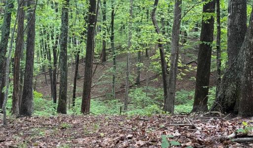 Photo #1 of TBD RABBIT VALLEY RD, NORTH GARDEN, VA 58.5 acres