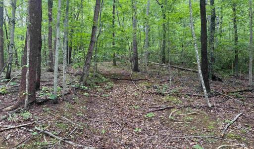 Photo #4 of TBD RABBIT VALLEY RD, NORTH GARDEN, VA 58.5 acres