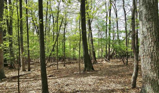 Photo #12 of INDIAN RIDGE LN, ROCKINGHAM, VA 15.7 acres