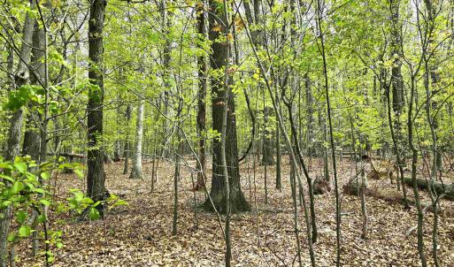Photo #14 of INDIAN RIDGE LN, ROCKINGHAM, VA 15.7 acres