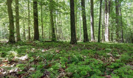 Photo #5 of LOT E LINK EVANS LN, EARLYSVILLE, VA 5.2 acres