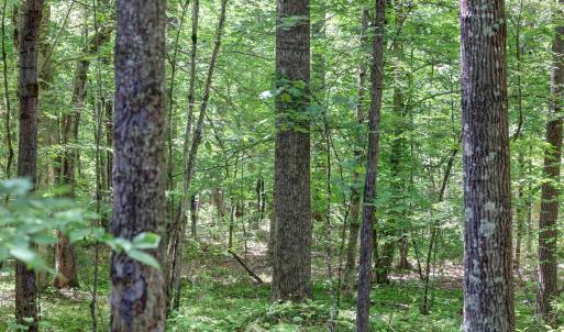 Photo #4 of LOT E LINK EVANS LN, EARLYSVILLE, VA 5.2 acres