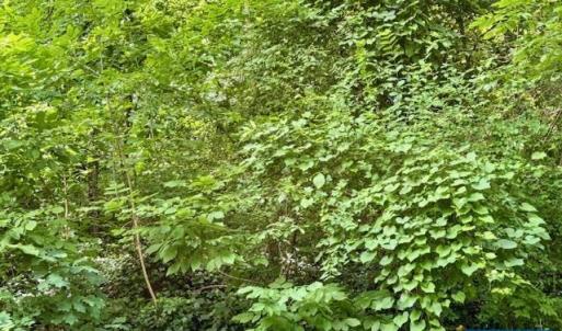 Photo #8 of 1426 DAIRY RD, CHARLOTTESVILLE, VA 0.5 acres