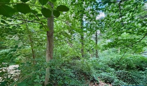 Photo #3 of 1426 DAIRY RD, CHARLOTTESVILLE, VA 0.5 acres
