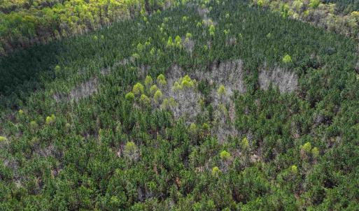 Photo #28 of 4048 OLD GRAIN RD, CORBIN, VA 843.0 acres
