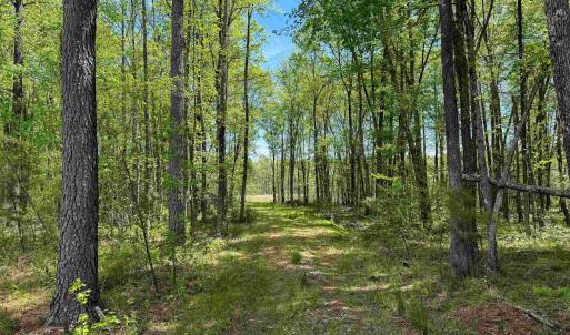 Photo #33 of 4048 OLD GRAIN RD, CORBIN, VA 843.0 acres