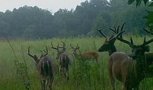 Photo #21 of 4048 OLD GRAIN RD, CORBIN, VA 843.0 acres