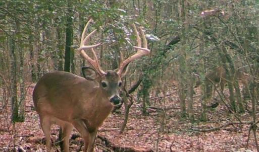 Photo #20 of 4048 OLD GRAIN RD, CORBIN, VA 843.0 acres