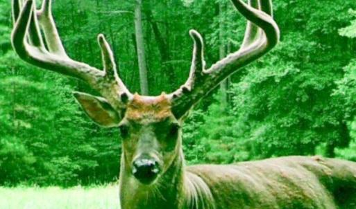 Photo #22 of 4048 OLD GRAIN RD, CORBIN, VA 843.0 acres